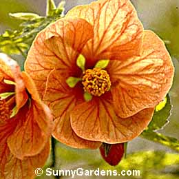 Abutilon pictum, Variegated Flowering Maple
