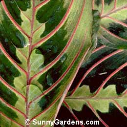 Maranta leuconeura massangeana, Prayer Plant, Ten-Commandments, Massangeana