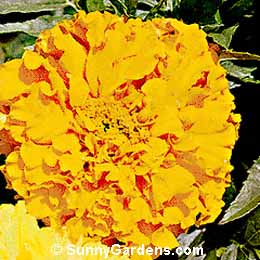 Tagetes erecta, African Marigold