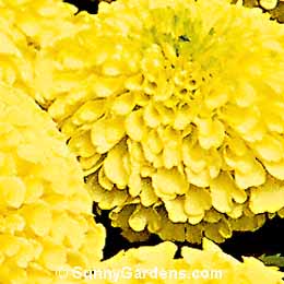 Tagetes erecta, African Marigold