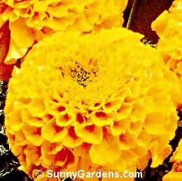 Tagetes erecta, African Marigold