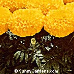 Tagetes erecta, African Marigold, American Marigold
