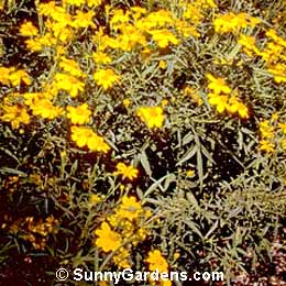 Tagetes lemmonii, Marigold