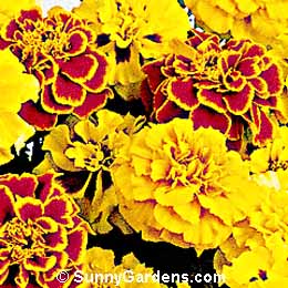 Tagetes patula, French Marigold