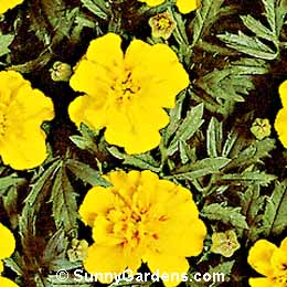 Tagetes patula, French Marigold