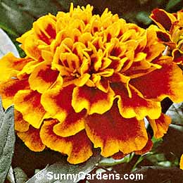 Tagetes patula, French Marigold
