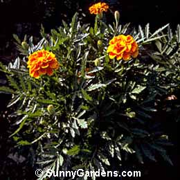 Tagetes patula, Marigold