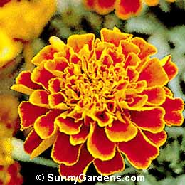 Tagetes patula, French Marigold