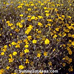 Tagetes tenuifolia, Marigold
