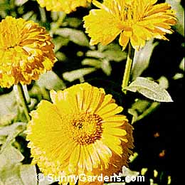 Calendula officinalis, Pot Marigold
