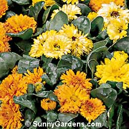 Calendula officinalis, Pot Marigold