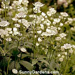 Astrantia major, Masterwort
