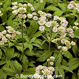 Astrantia major, Masterwort