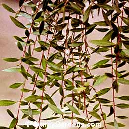Maytenus boaria, Mayten Tree