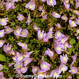 Mazus reptans