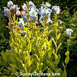 Meconopsis betonicifolia, Himalayan Blue Poppy