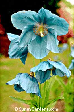Meconopsis x sheldonii, Meconopsis Poppy, Blue Poppy