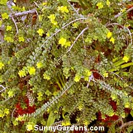Melaleuca elliptica