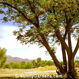 Melia azederach, Chinaberry, Persian Lilac, Bead Tree