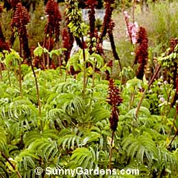 Melianthus major, Honey Bush