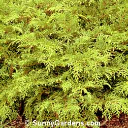 Microbiota decussata, Russian Arborvitae, Siberian Carpet Grass