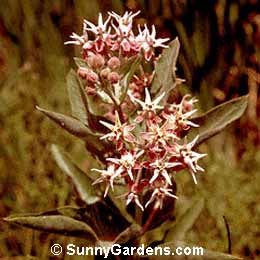 Asclepias speciosa, Milkweed