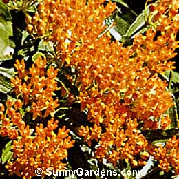 Asclepias tuberosa, Butterfly Weed, Milkweed