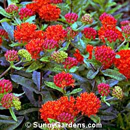 Asclepias tuberosa, Butterfly Weed, Milkweed