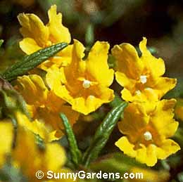 Mimulus aurantiacus, Sticky Monkey Flower, Bush Monkey Flower, Diplacus aurantiacus