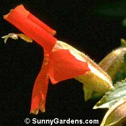 Mimulus cardinalis, Scarlet Monkey Flower