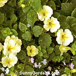 Mimulus x hybridus, Monkey Flower, Mimulus tigrinus