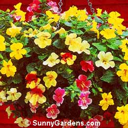 Mimulus x hybridus, Monkey Flower, Musk