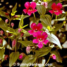 Mimulus lewisii, Great Purple Monkey Flower