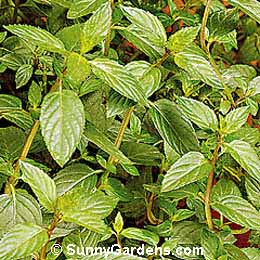 Mentha piperita, Peppermint