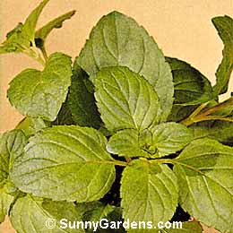 Mentha piperita citrata, Orange Mint, Lemon Mint, Eau de Cologne Mint