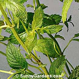 Mentha spicata, Spearmint