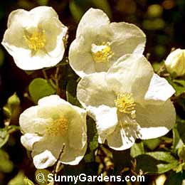 Philadelphus x, Natchez Mock Orange, Sweet Mock Orange