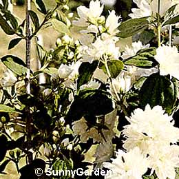 Philadelphus x, Mock Orange, Sweet Mock Orange