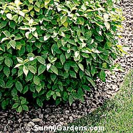Philadelphus coronarius, Sweet Mock Orange