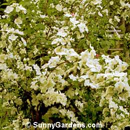 Philadelphus coronarius, Sweet Mock Orange, Natchez Mock Orange, European Mock Orange