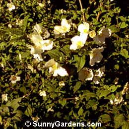 Philadelphus x lemoinei, Mock Orange, Sweet Mock Orange