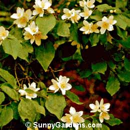 Philadelphus lewisii, Wild Mock Orange, Sweet Mock Orange