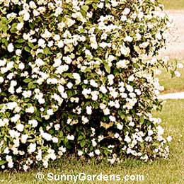 Philadelphus virginalis, Mock Orange, Sweet Mock Orange