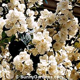 Philadelphus x virginalis, Minnesota Snowflake Mock Orange, Sweet Mock Orange