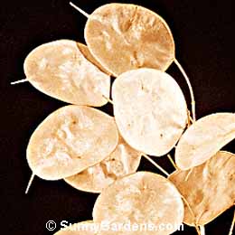 Lunaria annua, Honesty