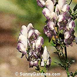 Aconitum x, Monkshood, Helmet Flower