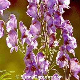Aconitum napellus, Garden Monkshood, Helmet Flower, Turk's Cap