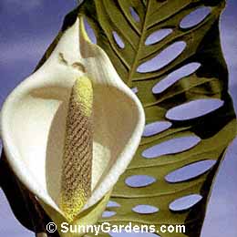 Monstera deliciosa, Swiss-Cheese Plant, Windowleaf, Breadfruit Vine