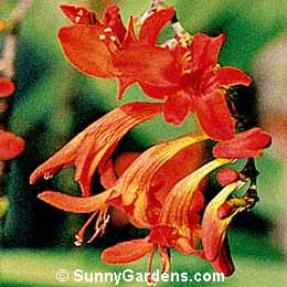 Crocosmia, Montbretia, Falling Stars