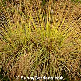 Molinia caerulea, Purple Moor Grass, Variegated Purple Moor Grass